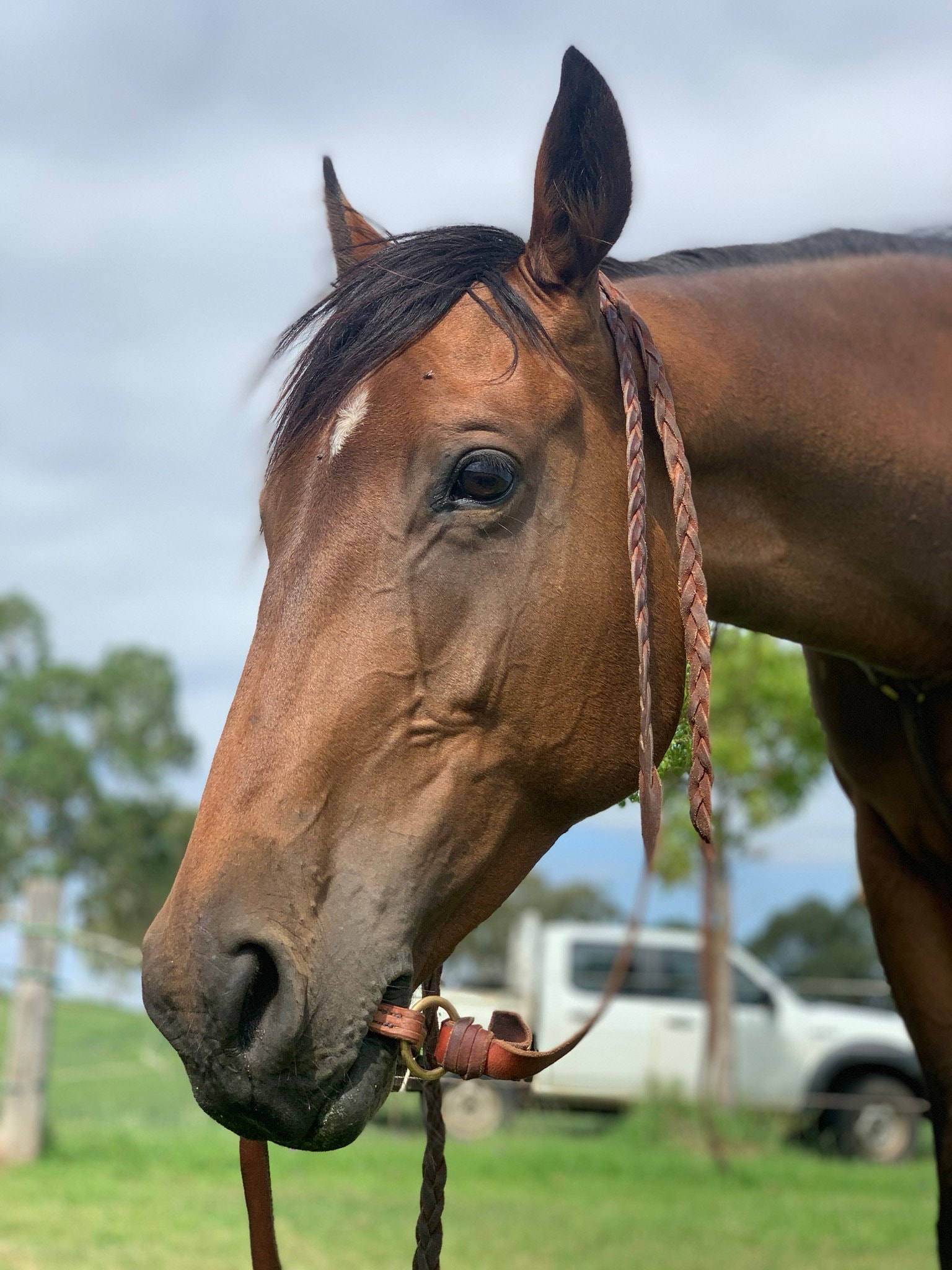 Bridleless Bit. Leather Horse Bit. Etsy Australia