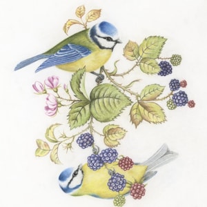 Peut inclure: Illustration détaillée de deux oiseaux bleus et jaunes perchés sur une branche avec des feuilles vertes, des fleurs roses et des mûres. Les oiseaux ont des chapeaux et des ailes bleus. L'œuvre a une qualité douce, semblable à l'aquarelle.