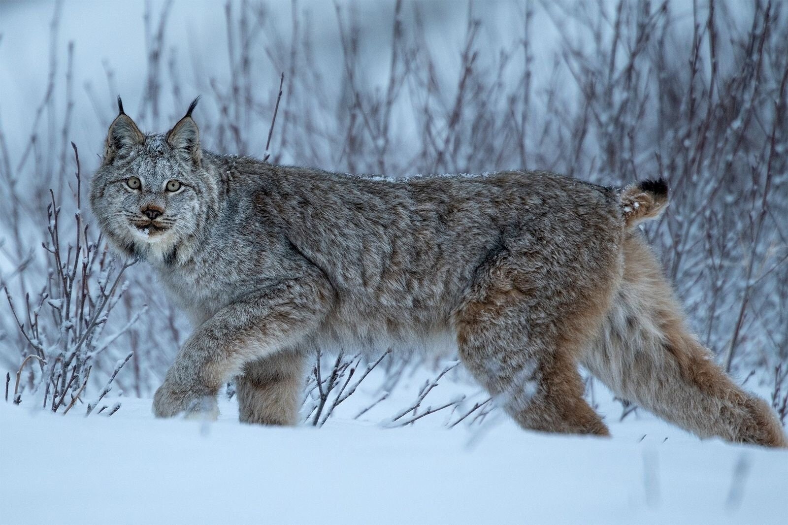 Lynx therian mask design by FrolickingFinn on DeviantArt