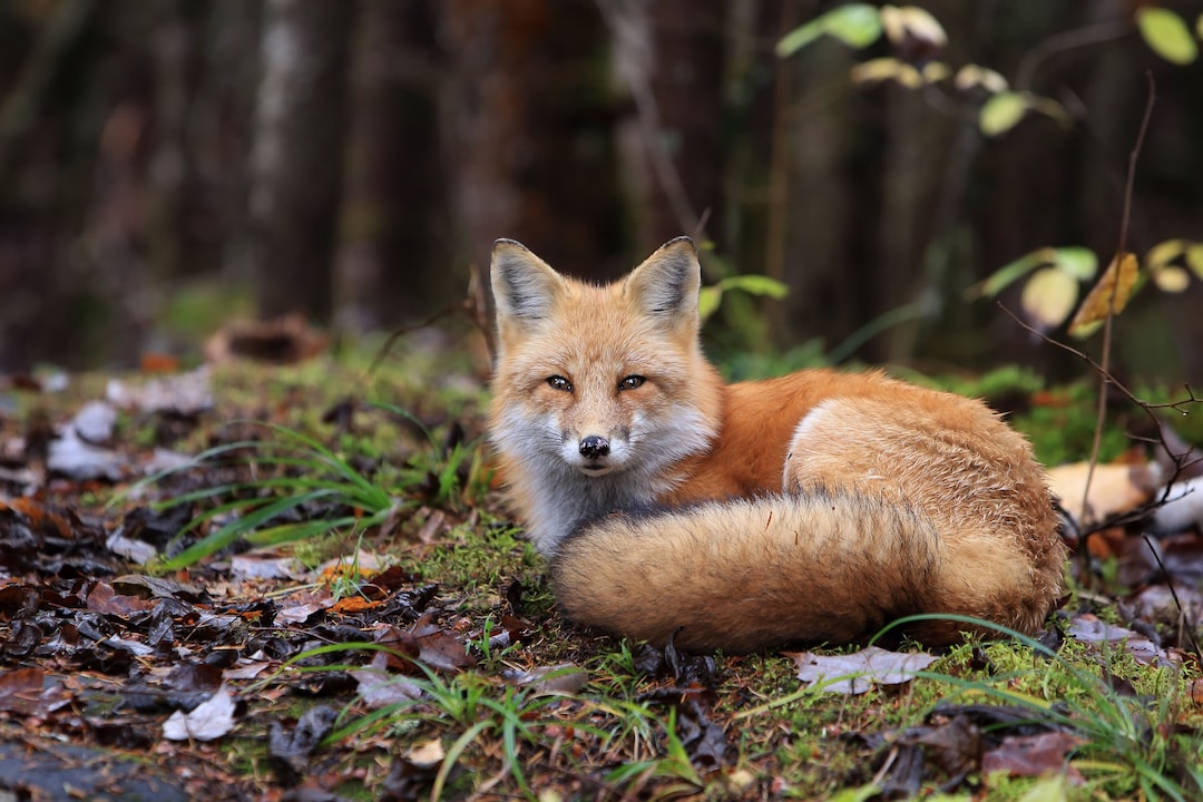 Red Fox Therian Mask Made to Order - Etsy