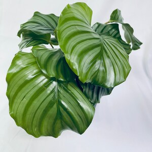 4&quot; Calathea Orbifolia (Prayer Plant)