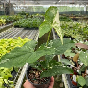 4&quot; Syngonium Albo Variegata (Arrowhead) Plant