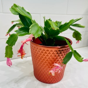 4&quot; RARE Zygocactus Cactus Plant (AKA Holiday Plant)