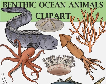 Benthic Animals of the Ocean Clipart