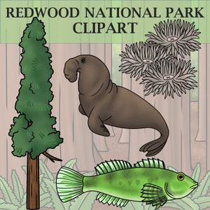 Pflanzen und Tiere des Redwood National Park