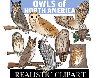 Owl Clip Art (Owls of North America)