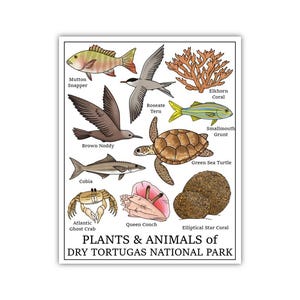 Dry Tortugas National Park Print (Plants and Animals of Dry Tortugas)