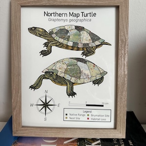 May include: Framed print featuring two illustrations of a Northern Map Turtle, Grapteyms geographica, with a map-like pattern on their shells. The print includes a compass rose, a scale in centimeters, and a legend indicating native range and habitat loss. The frame is light brown.