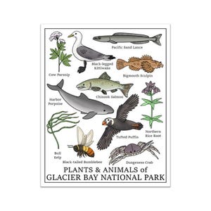Glacier Bay National Park Print (Plants and Animals of Glacier Bay National Park Print)