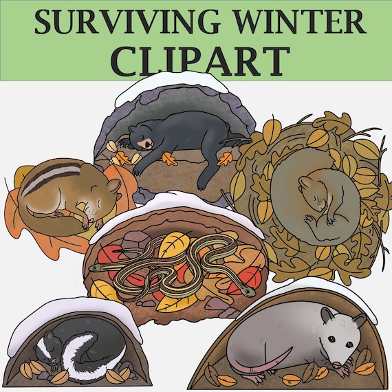 Surviving Winter Hibernating Animals of North America - Etsy