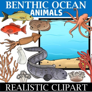 May include: A colorful illustration of benthic ocean animals, including a red fish, a yellow fish, a squid, a flounder, an octopus, an eel, and coral. The text "Benthic Ocean Animals" and "Realistic Clipart" are also included in the image.