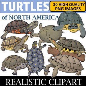 May include: A set of 30 high-quality PNG images of North American turtles. The images are realistic and colorful, and feature a variety of turtle species, including snapping turtles, painted turtles, and box turtles.