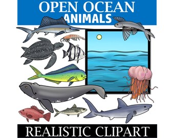 May include: A collection of realistic clipart illustrations of open ocean animals. The image includes a variety of marine life such as a sailfish, sea turtle, fish, whale, shark, and jellyfish. The text "OPEN OCEAN ANIMALS" and "REALISTIC CLIPART" are displayed.