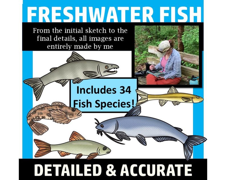 Freshwater Fish Clip Art (freshwater Fish of North America Clipart) - Etsy