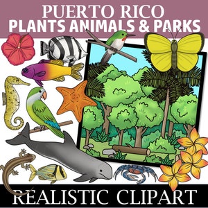 Puerto Rico Clip Art (Plants, Animals, and Parks of Puerto Rico Clipart)