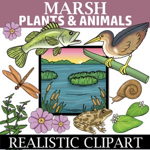 Image clipart Habitat des marais (images clipart plantes et animaux du marais)