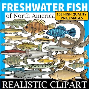 Freshwater Fish Clip Art (Freshwater Fish of North America Clipart)