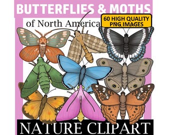 Butterfly Clip Art