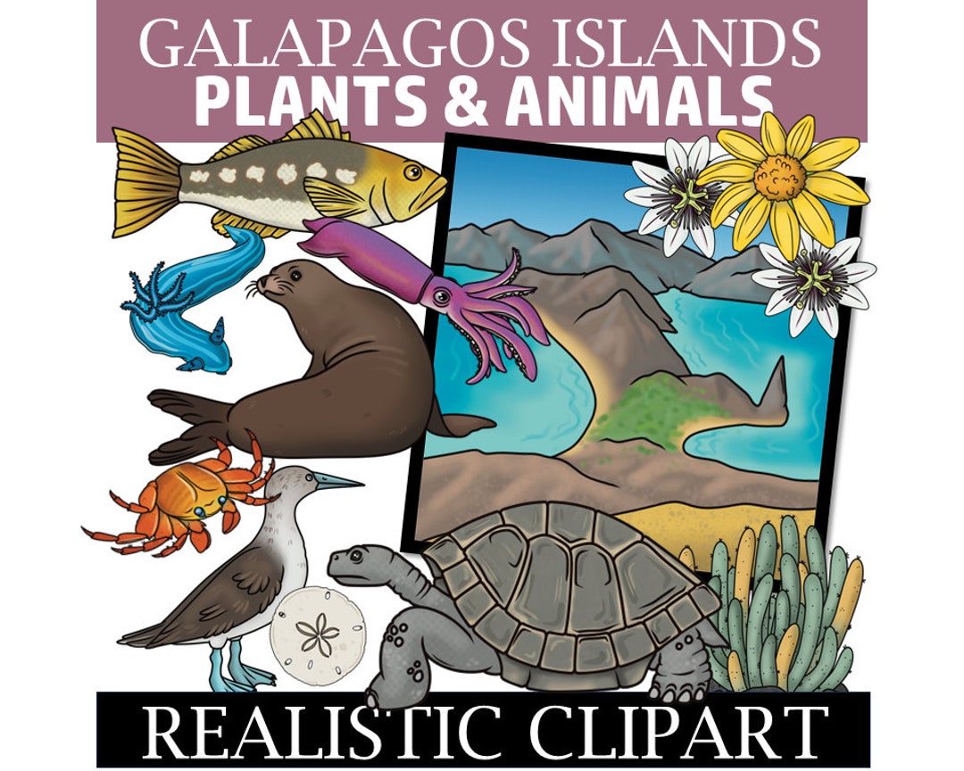 Galapagos様おまとめ Galapagos Clip Art (galapagos Plants and Animals Clipart) - Etsy