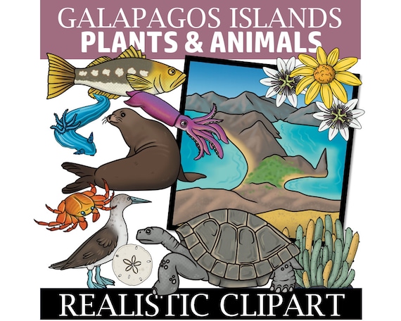 Galapagos Clip Art (galapagos Plants and Animals Clipart) - Etsy