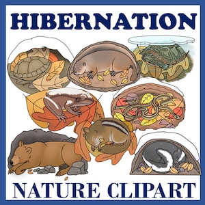 Clip art de animales hibernando