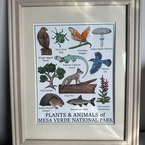 Mesa Verde National Park Print (Plants and Animals of Mesa Verde Print)