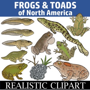 Puede incluir: Un conjunto de ilustraciones realistas de ranas y sapos de América del Norte. El conjunto incluye varias ranas y sapos en diferentes poses, así como renacuajos y huevos de rana. Las ilustraciones son de estilo de dibujos animados y son perfectas para fines educativos o para agregar un toque de naturaleza a tus proyectos.