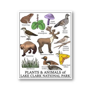 Lake Clark National Park Print (Plants and Animals of Lake Clark Digital Print)
