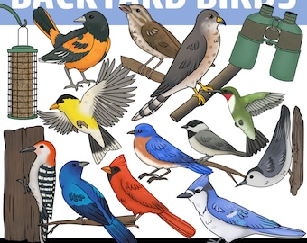 Backyard Birds of North America Clipart