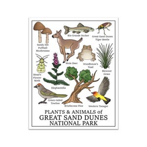 Great Sand Dunes National Park Print (Plants and Animals of Great Sand Dunes National Park Print)