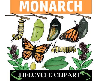 Monarch Butterfly Life Cycle Clip Art