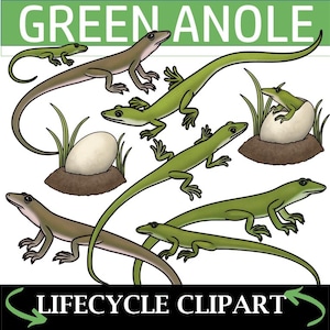 Lizard Life Cycle Clip Art (Green Anole)