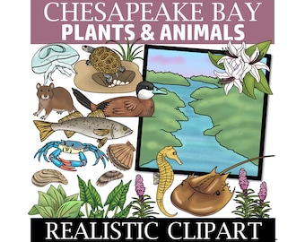 Chesapeake Bay Clip Art: Plants, Animals, Landscape (Ecosystem Clipart)