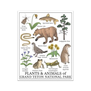 Grand Teton National Park Print (Pflanzen und Tiere des Grand Teton National Park Print)