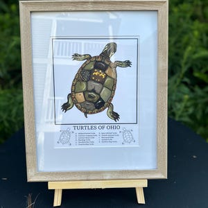May include: Framed print featuring a detailed illustration of an Ohio turtle, with a multi-colored shell and detailed legs. The print is labeled "Turtles of Ohio" and includes illustrations of different turtle species. The frame is light brown and the print is displayed on a small wooden easel.