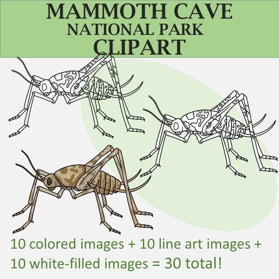 Plants and Animals of Mammoth Cave National Park Clipart - Etsy Plants and Animals of Mammoth Cave National Park Clipart - Etsy