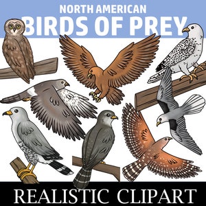 Birds of Prey Clip Art (Raptor Clip Art)