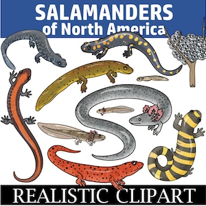 Clipart de salamandra (salamandras da América do Norte e clipart do ciclo de vida da salamandra)