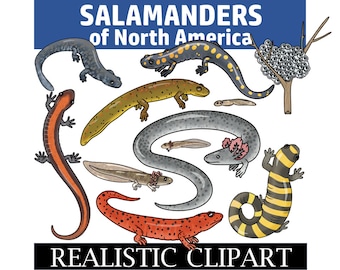 Salamander Clipart (Salamanders of North America and Salamander Lifecycle Clip Art)