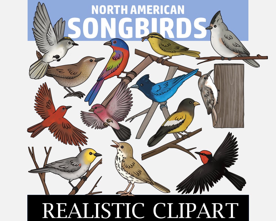 Songbirds Clip Art (North American Songbirds Clipart)