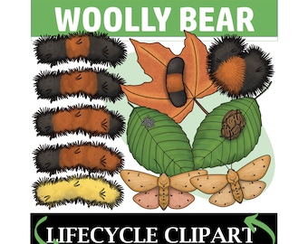 Woolly Bear life Cycle + Color Variations Clip Art