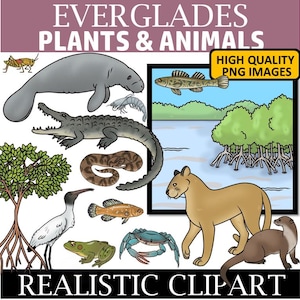 Everglades Clip Art
