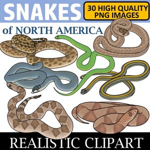 Snake Clip Art (Reptile Clipart)