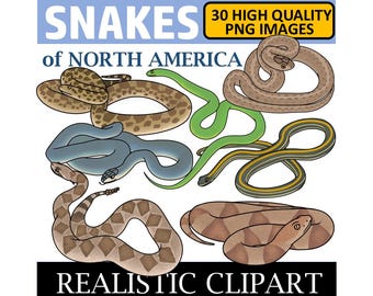 Clip Art di serpente (Clip Art di rettile)
