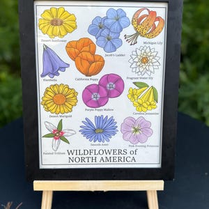Wildflowers of Michigan - Art Print