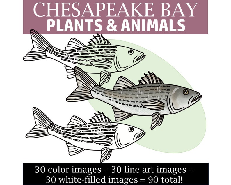 Chesapeake Bay Clip Art: Plants, Animals, Landscape (ecosystem Clipart ...