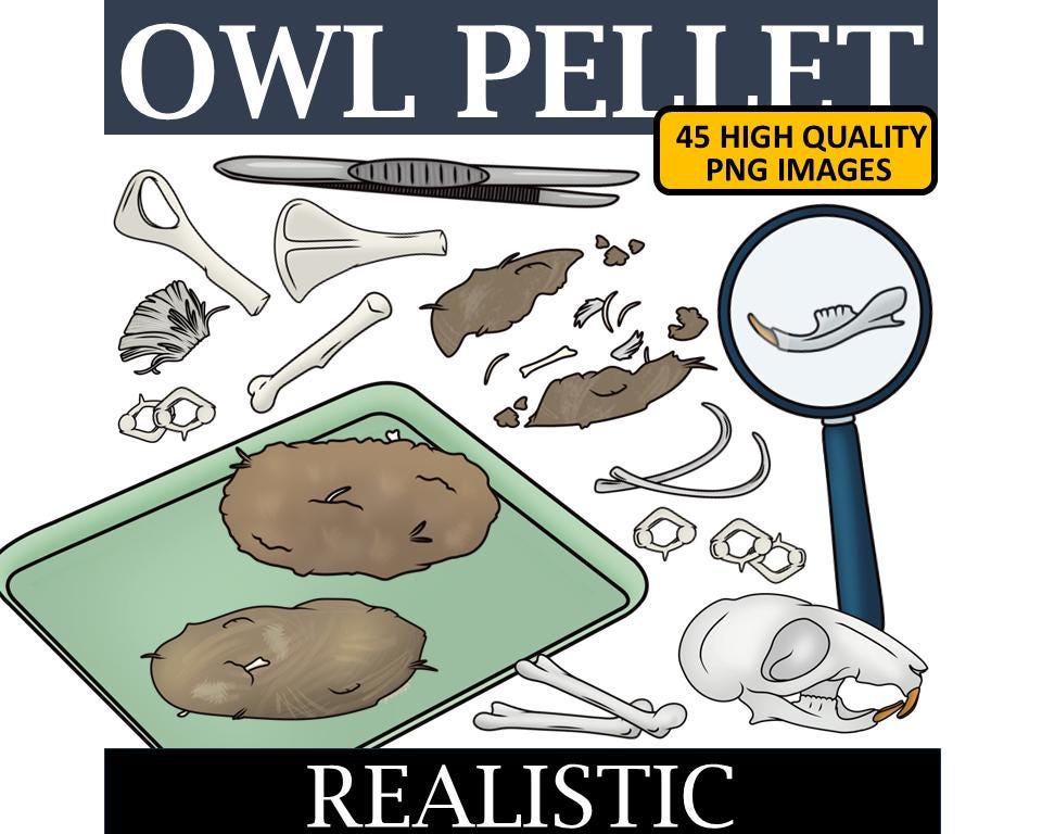 Owl Pellet Clip Art