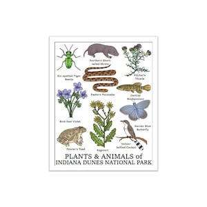 Indiana Dunes National Park Print (Plants and Animals of Indiana Dunes National Park)
