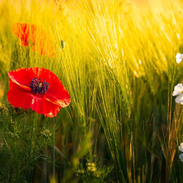 Frühlings Fotoleinwand, Mohnblüte im Kornfeld, Wandbild Naturmotiv, Leinwand auf Keilrahmen oder Poster,  Formate ab 20 cm x 30 cm