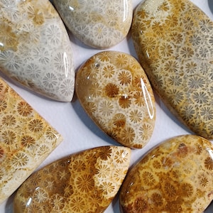 May include: A collection of fossilized coral cabochons in various shades of brown, white, and grey. The cabochons feature a unique, intricate pattern of fossilized coral.